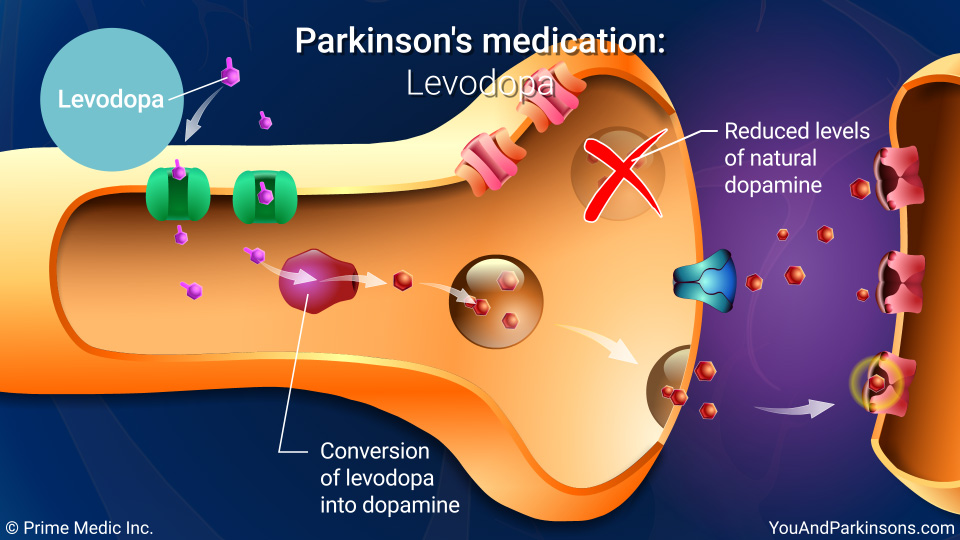 Parkinson's medication: Levodopa
